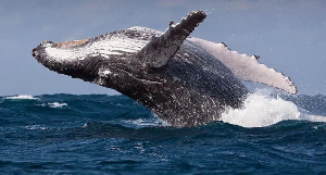 Scientists fear that more ships are sailing through areas with lots of whales