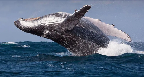 Scientists fear that more ships are sailing through areas with lots of whales