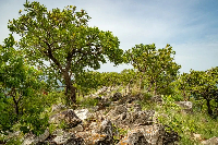 A file photo of Kyabobo National Park located in Oti Region