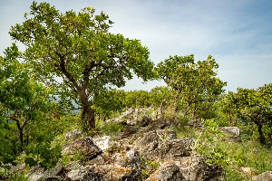 A file photo of Kyabobo National Park located in Oti Region
