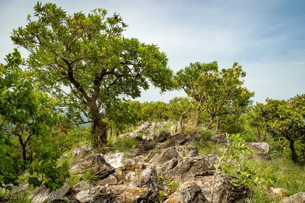 A file photo of Kyabobo National Park located in Oti Region