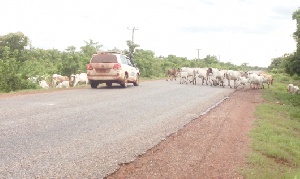 Cattle On Road