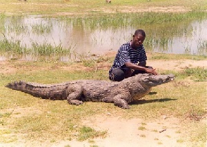 Crocodile Upper West