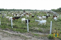 The cattle ranch at Wawase, in Afram Plains