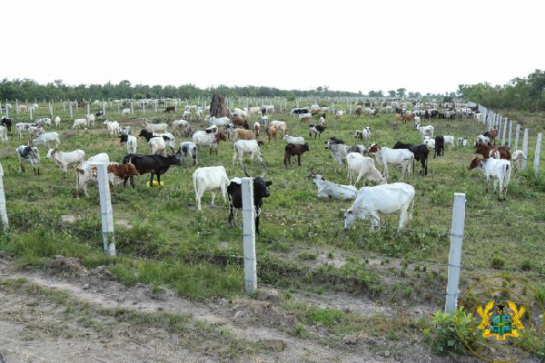 The cattle ranch at Wawase, in Afram Plains