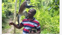 Tafi Atome Monkey Sanctuary envisages increased patronage for 2024
