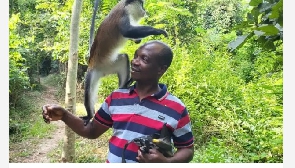 Tafi Atome Monkey Sanctuary envisages increased patronage for 2024