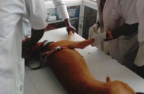 The Alsatian dog that purportedly mauled a six-year-old boy, Bismark Adzie, to death