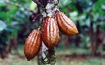 Africa’s coffee, cocoa and tea farmers face growing risks as prices swing Africa’s coffee, cocoa and tea farmers face growing risks as prices swing