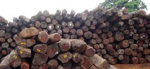 The clashes ensued when some residents tried to stop illegal lumberers from felling Rosewood