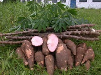 File photo of cassava