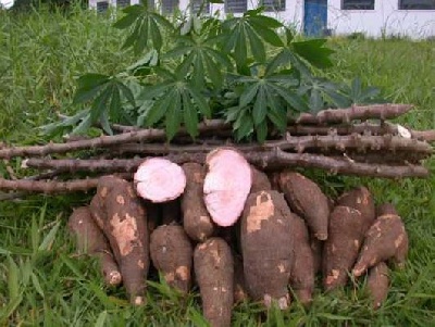 Cassava is common in Ghana