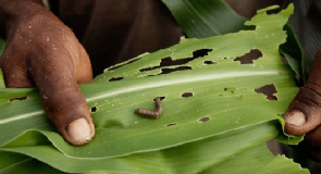 File photo of a fall armyworm
