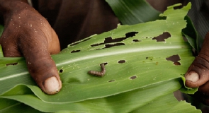 Efforts by farmers to control the invasion of the worms have failed