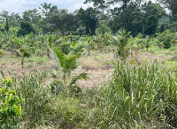 The burgeoning coconut sector presents immense opportunities for economic growth, job creation