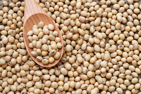 Soybean