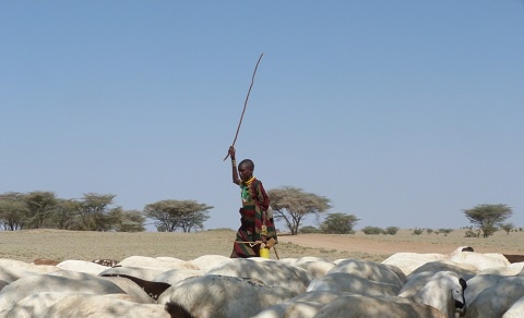 In Kenya's Turkana County alone, drought has killed an estimated half million head of livestock