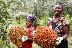The local oil palm industry employs about 50,000 people directly at plantation level