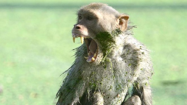 Monkeys snatched a breastfeeding infant from his mother