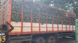 Big truck of plantain arrives at the Agric Ministry