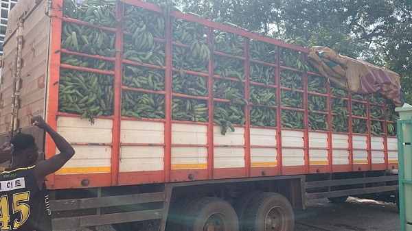 Big truck of plantain arrives at the Agric Ministry