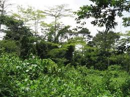 Atewa Forest Brong Ahafo