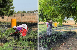Ghana's shea parkland restoration has put women at the heart of climate action
