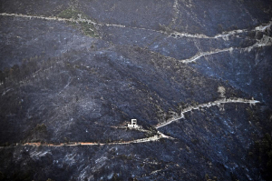 A road runs through a charred forest after a fire in Hammam Melouane, Algeria A road runs through a charred forest after a fire in Hammam Melouane, Algeria