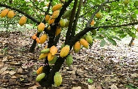 The growth in the cocoa sector has lured numerous foreign investments to Ghana