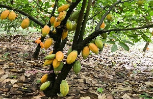 Cocoa farmers have requested for a policy on cutting down cocoa trees for miners
