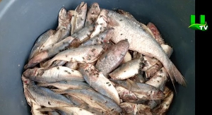 Two market women arrested for attempting to sell decayed fish at Nsawam