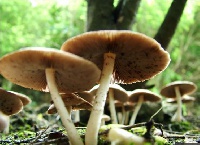 This orgasm triggered by fungus, or