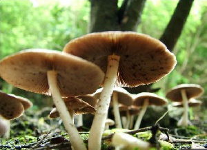A photo of mushrooms