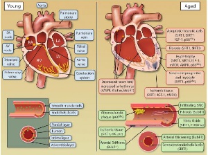 Diagram showing the anatomy of the heart.