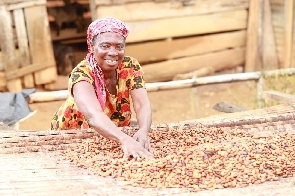 A farmer drying her cocoa seeds