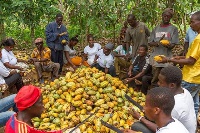 Cocoa farmers working