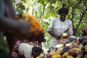 Women on a cocoa farm