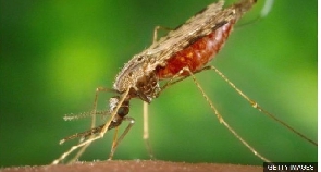 File photo of a Mosquito, the malaria causing agent