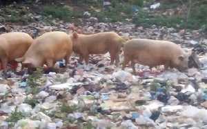 Pigs Invade Tunsuom