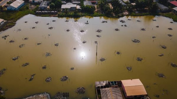Restoration of mangroves serves as a buffer for coastal erosion
