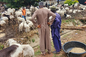 Men watch sheep at a Sallah market in Abuja