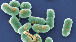 Listeria Bacteria Disease