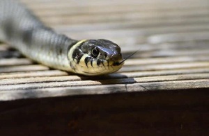 File photo:The CHPS compound is visited by venomous snakes due to lack of electricity