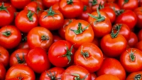 The farmers have hailed the introduction of high-yielding and disease-tolerant tomato varieties