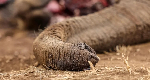 Four arrested over suspected poisoning of elephants in Kenya