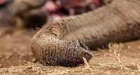 Genghis Khan’s remains near Amboseli National Park