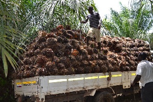 Fresh Palm Fruits