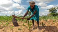 A farmer surveys drought-hit land amid erratic rainfall