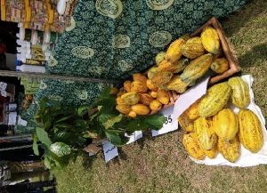 A file photo of Cocoa which was on display at Farmers day