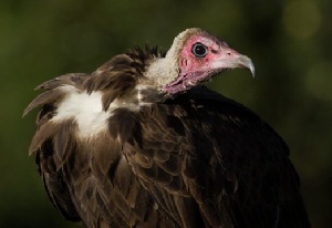 Population of Vultures in the country is under threat